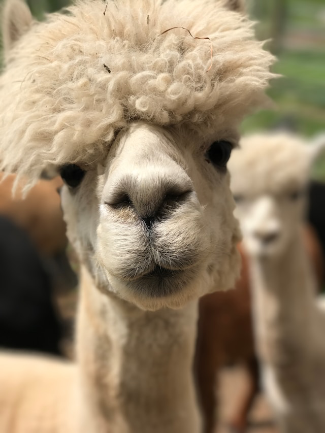 Alpaka ranč Pepito i prijatelji