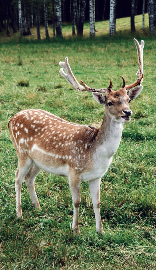 Ranč Dolina jelena