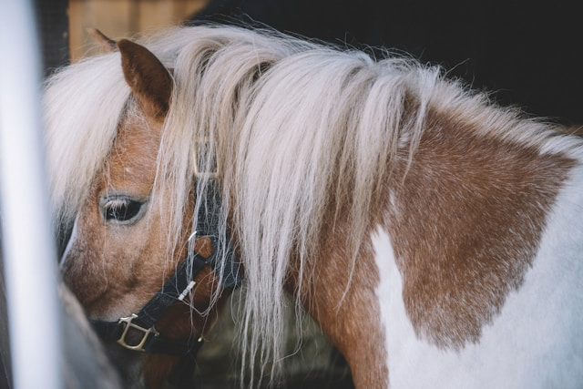Farma Happy Horse